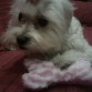 dana con su hueso :D